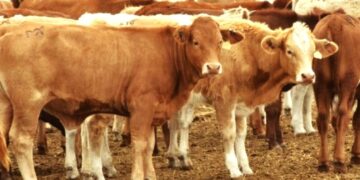 Tamaulipas refuerza cerco sanitario para contener el gusano barrenador del ganado: UGRT