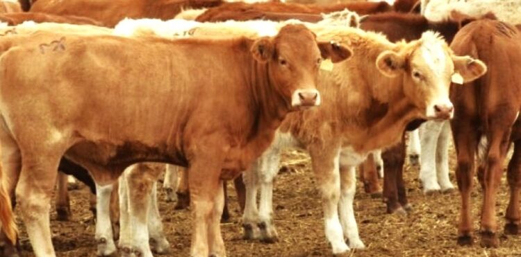 Tamaulipas refuerza cerco sanitario para contener el gusano barrenador del ganado: UGRT