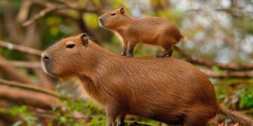 Autoridades del Tamatán explican fallecimiento de capibara; descartan negligencia