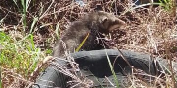 🚨 Bomberos de Victoria protagonizan rescate animal en la colonia Libertad 🐾🔥