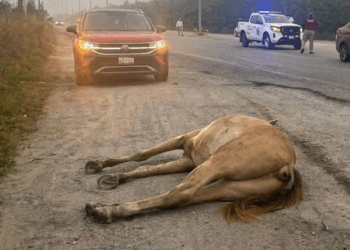 Caballo muere tras ser embestido en carretera de #Altamira, Tamaulipas