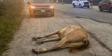 Caballo muere tras ser embestido en carretera de #Altamira, Tamaulipas