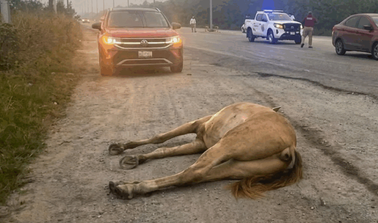 Caballo muere tras ser embestido en carretera de #Altamira, Tamaulipas