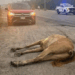 Caballo muere tras ser embestido en carretera de #Altamira, Tamaulipas