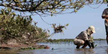 Reforesta SEDUMA el litoral tamaulipeco para proteger comunidades y biodiversidad