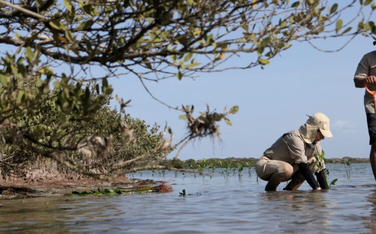 Reforesta SEDUMA el litoral tamaulipeco para proteger comunidades y biodiversidad