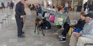 Guardia Estatal realiza operativo con binomio canino en central de autobuses de Ciudad Victoria