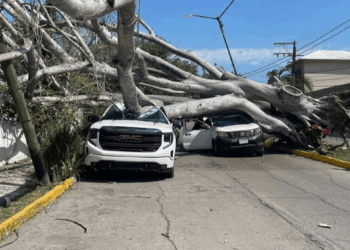 FUERTES VIENTOS DESATAN CAOS EN TAMPICO: Árbol gigante aplasta autos y golpea una vivienda
