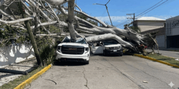 FUERTES VIENTOS DESATAN CAOS EN TAMPICO: Árbol gigante aplasta autos y golpea una vivienda
