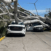FUERTES VIENTOS DESATAN CAOS EN TAMPICO: Árbol gigante aplasta autos y golpea una vivienda