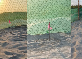 Inicia temporada 2026 de tortuga lora en Tamaulipas con primer nido en Soto la Marina