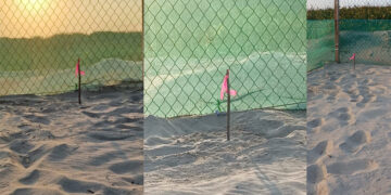Inicia temporada 2026 de tortuga lora en Tamaulipas con primer nido en Soto la Marina