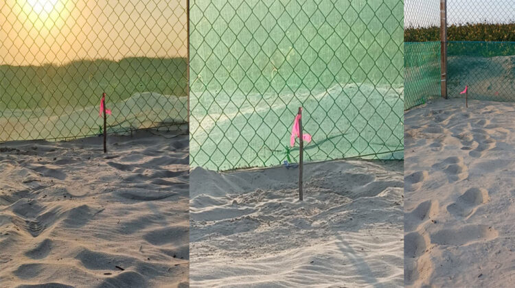 Inicia temporada 2026 de tortuga lora en Tamaulipas con primer nido en Soto la Marina