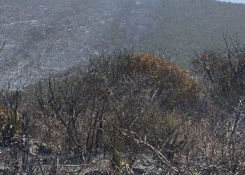 Combaten incendio forestal en Bustamante; despliegan operativo interinstitucional en Joya de Herrera
