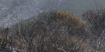 Combaten incendio forestal en Bustamante; despliegan operativo interinstitucional en Joya de Herrera