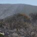 Combaten incendio forestal en Bustamante; despliegan operativo interinstitucional en Joya de Herrera