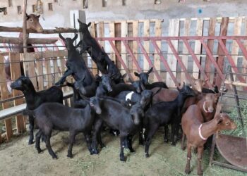 Destaca Tamaulipas con genética caprina de alto nivel en festival nacional