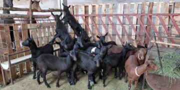 Destaca Tamaulipas con genética caprina de alto nivel en festival nacional