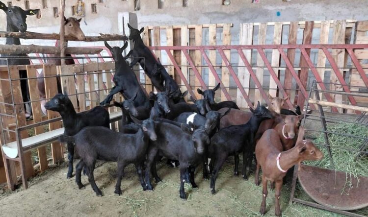 Destaca Tamaulipas con genética caprina de alto nivel en festival nacional