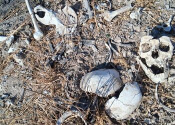 Colectivo Amor por los Desaparecidos en Tamaulipas localiza nuevos restos humanos en Reynosa