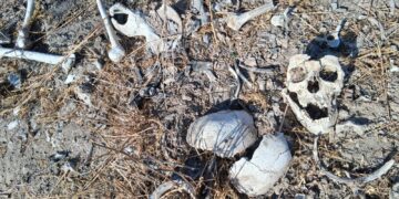 Colectivo Amor por los Desaparecidos en Tamaulipas localiza nuevos restos humanos en Reynosa