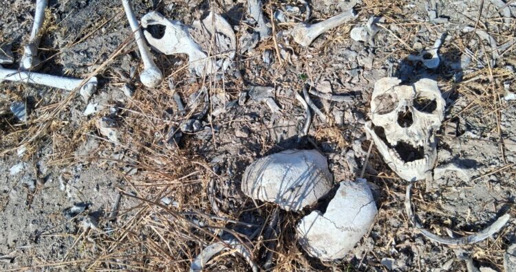Colectivo Amor por los Desaparecidos en Tamaulipas localiza nuevos restos humanos en Reynosa