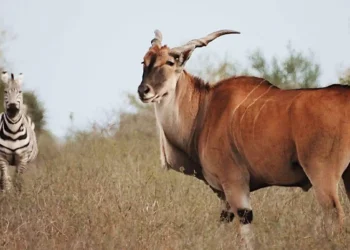 Nace nuevo paraíso natural en Tamaulipas: Rancho El Tinieblo abrirá como parque turístico con animales en libertad