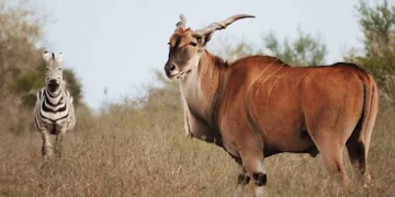 Nace nuevo paraíso natural en Tamaulipas: Rancho El Tinieblo abrirá como parque turístico con animales en libertad