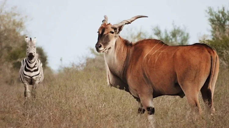 Nace nuevo paraíso natural en Tamaulipas: Rancho El Tinieblo abrirá como parque turístico con animales en libertad