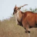 Nace nuevo paraíso natural en Tamaulipas: Rancho El Tinieblo abrirá como parque turístico con animales en libertad