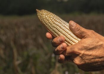 AGRICULTURA y PROFECO descartan alzas al precio de la tortilla y llaman a no atender versiones falsas sobre costos del maíz y la harina