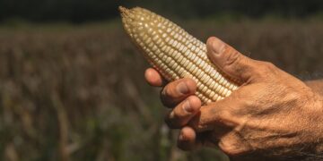 AGRICULTURA y PROFECO descartan alzas al precio de la tortilla y llaman a no atender versiones falsas sobre costos del maíz y la harina