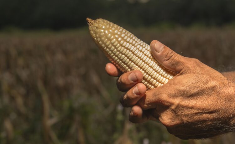 AGRICULTURA y PROFECO descartan alzas al precio de la tortilla y llaman a no atender versiones falsas sobre costos del maíz y la harina