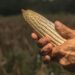 AGRICULTURA y PROFECO descartan alzas al precio de la tortilla y llaman a no atender versiones falsas sobre costos del maíz y la harina