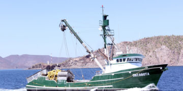 Establece Conapesca volúmenes de captura permisibles para sardina, anchoveta y macarela