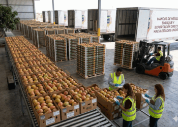 Se mantiene exportación de mango mexicano hacia Estados Unidos