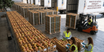 Se mantiene exportación de mango mexicano hacia Estados Unidos
