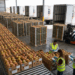 Se mantiene exportación de mango mexicano hacia Estados Unidos