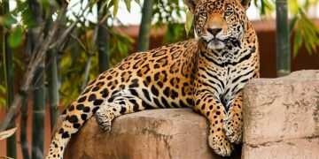 Recibe Zoológico Tamatán a familias con espacios renovados