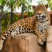 Recibe Zoológico Tamatán a familias con espacios renovados
