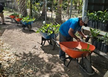 Avanza Nuevo Laredo hacia un entorno más verde y sustentable