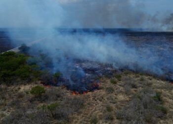Fuego desata alarma en Jiménez: incendio de pastizal moviliza a autoridades