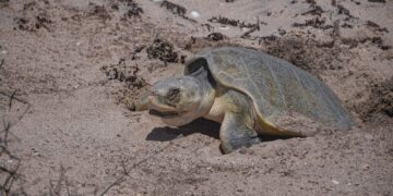 *Avanza temporada de anidación de tortuga lora; suman más de 16 mil huevos protegidos*