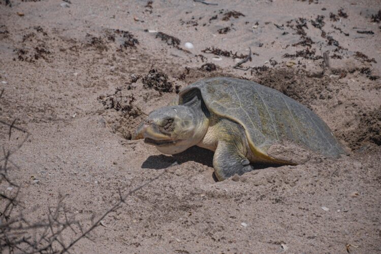*Avanza temporada de anidación de tortuga lora; suman más de 16 mil huevos protegidos*
