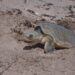 *Avanza temporada de anidación de tortuga lora; suman más de 16 mil huevos protegidos*