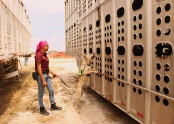 Avanza Tamaulipas en control del gusano barrenador con apoyo de binomios caninos
