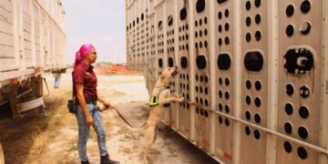 Avanza Tamaulipas en control del gusano barrenador con apoyo de binomios caninos