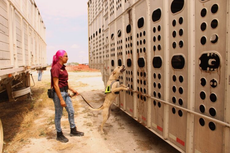 Avanza Tamaulipas en control del gusano barrenador con apoyo de binomios caninos