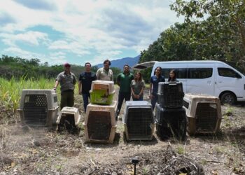 ¡Vuelven a la vida silvestre! Tamaulipas libera especies tras rehabilitación especializada