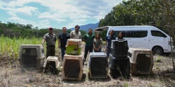 ¡Vuelven a la vida silvestre! Tamaulipas libera especies tras rehabilitación especializada